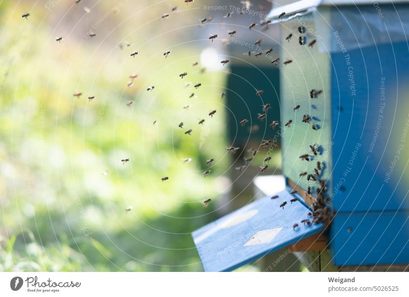 Blauer Bienenstock im Sommer mit Bienenschwarm Natur Wiese