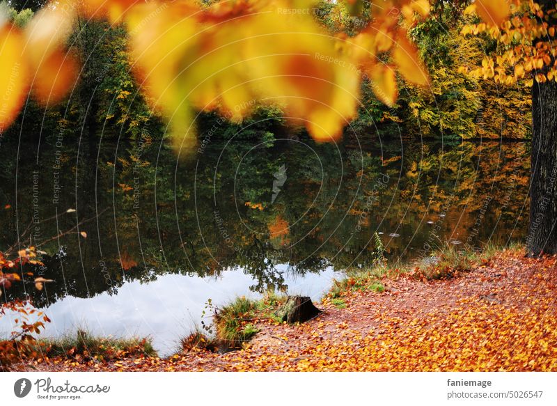 Herbst herbst Bokeh orange Herbstlaub Spiegelung sehen weiher Ufer Tiefenschärfe eingerahmt herbstlich warme farben Panorama Landschaft Park Wald