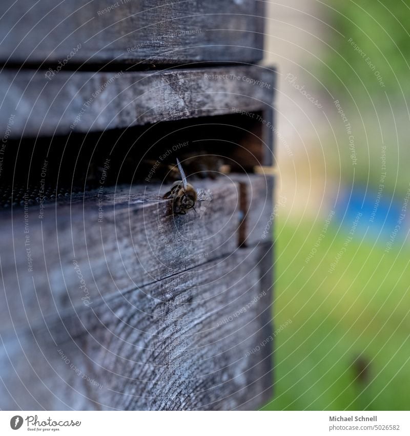 Honigbiene an einer Bienenbeute Beute bienenbeuten Bienenstock Imker Bienenzucht Bienenkorb Imkerei Lebensmittel Gesundheit Naturschutz