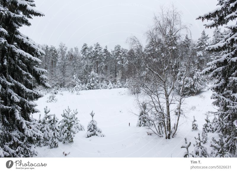 Winter mit Schnee in Beelitz Beelitzer Heilstätten Wald Baum kalt Farbfoto Landschaft Menschenleer weiß Tag Natur Außenaufnahme Umwelt Frost Eis Winterwald
