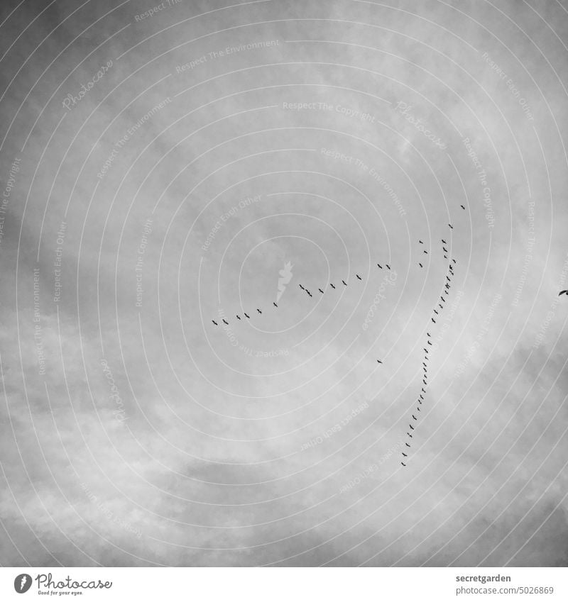 bye-bye Vögel Natur Himmel minimalistisch oben Flugformation Vogelbeobachtung Vogelschwarm Vogelflug Froschperspektive Vogelzug Formation wolkig Herbst