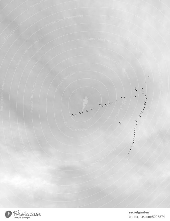 Rückkehr (mit Nachzügler) Himmel Vögel Flug fliegen Schwarzweißfoto minimalistisch Formation Wolken frei hoch Freiheit Vogel Tier Natur Vogelflug Außenaufnahme