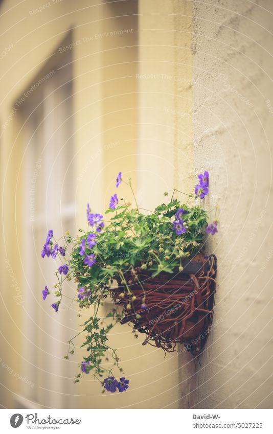 Blumenkasten an einer Wand blühnen warm lila Zierde Dekoration & Verzierung Hauswand Pflanze schön
