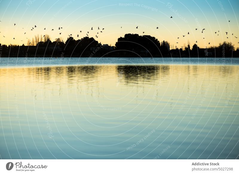 Vögel fliegen über den plätschernden Fluss Wasser Ufer Baum Natur Abend Wasserseite Schwarm Vogel Fliege Ornithologie Flussufer fließen Consuegra Spanien Europa