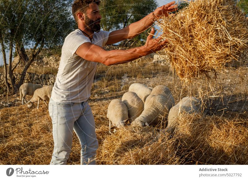 Mann füttert Schafe auf dem Bauernhof Futter Heu Ackerbau Arbeit Landschaft Landwirt Schwarm männlich Erwachsener lässig Job Ackerland Säugetier ländlich
