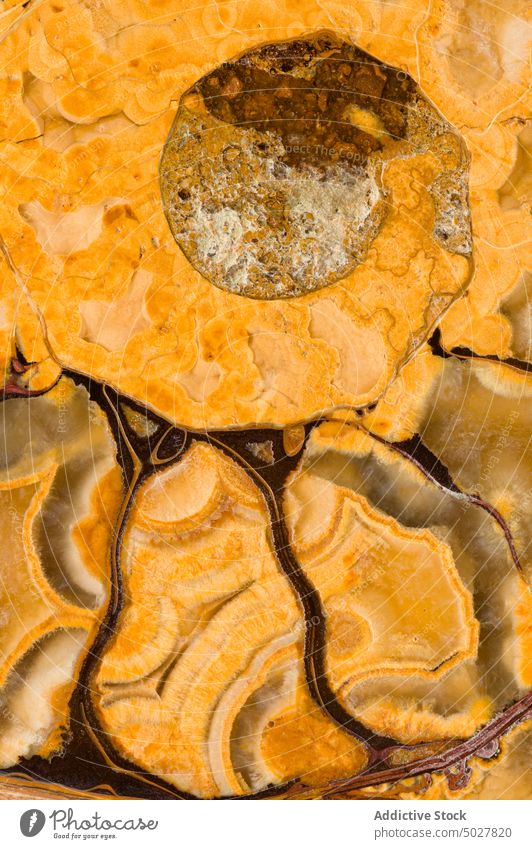 Nahaufnahme eines Ammonitenfossils jurassisch antik Kammer abschließen farbenfroh Detailaufnahme ausgestorben versteinert Makro Makrofotografie Madagaskar marin