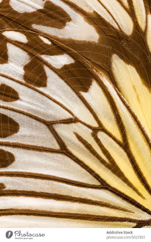 Nahaufnahme eines Schmetterlingsflügels Ideopsis gaura Nymphalidae abstrakt braun abschließen filigran Detailaufnahme zerbrechlich Insekt Muster
