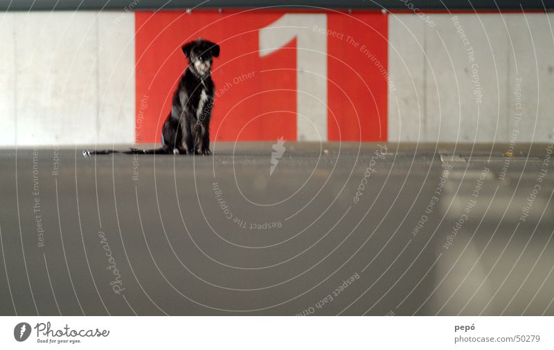 hündchen nummer 1 rot Hund Garage Parkhaus grau weiß Tier Ziffern & Zahlen Beton nala