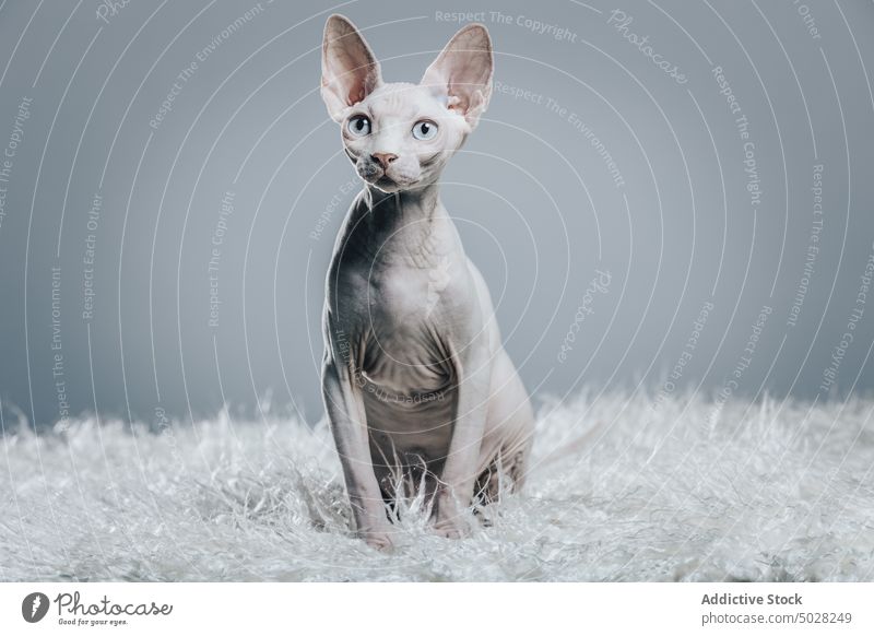 Anmutige reinrassige weiße Katze in grauem Studio sphynx Tier katzenhaft Reinrassig Haustier bezaubernd neugierig Porträt achtsam Freund Kreatur Starrer Blick