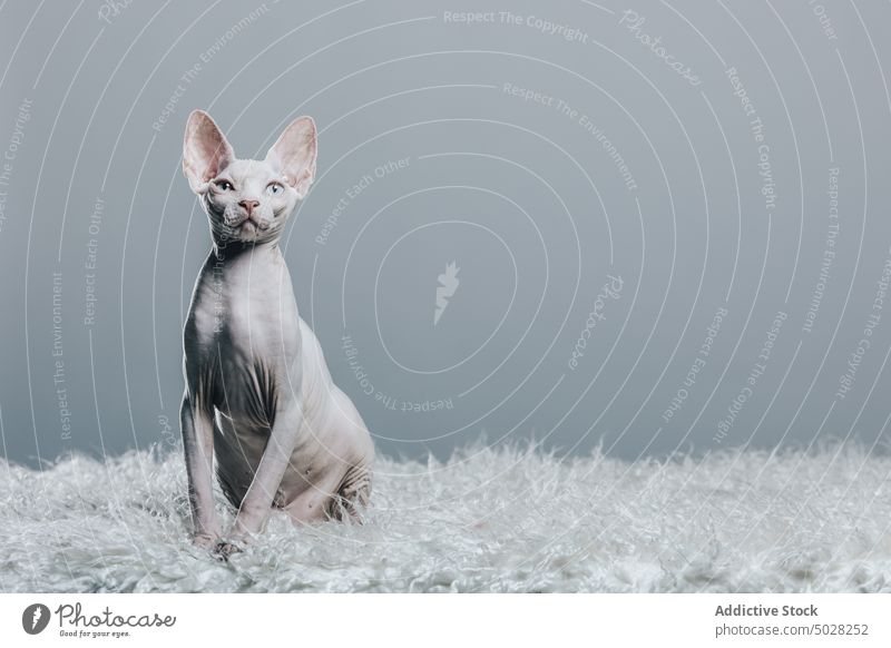 Anmutige reinrassige weiße Katze in grauem Studio sphynx Tier katzenhaft Reinrassig Haustier bezaubernd neugierig Porträt achtsam Freund Kreatur Starrer Blick