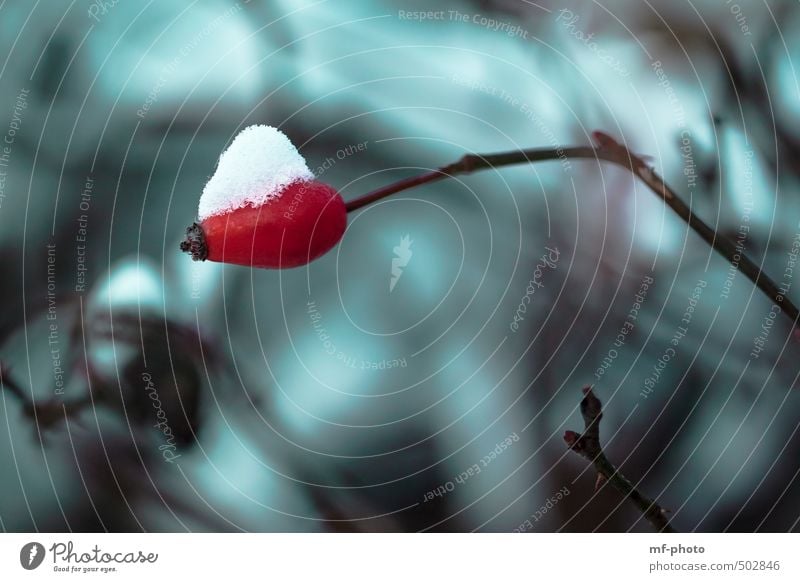 Hagebutte mit Schneehäubchen Winter Pflanze Hagebutten grün rot türkis Farbfoto Außenaufnahme Menschenleer