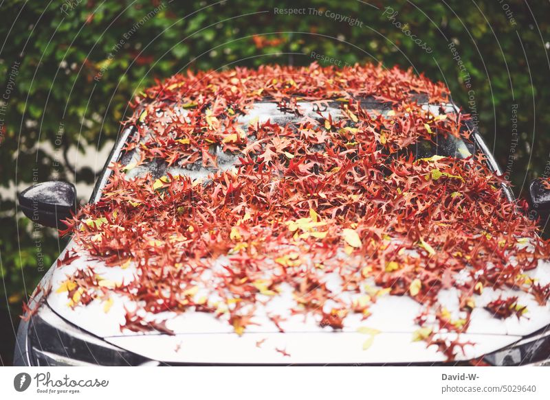 ein mit Laub bedecktes Auto im Herbst herbstlich Blätter Herbststimmung Herbstfärbung Natur Herbstfarben Herbstwetter Herbstsaison PKW lustig