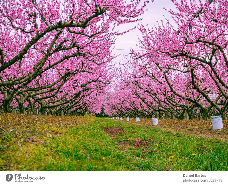 Blühende Pfirsichbäume im Obstgarten Hintergrund schön Blütezeit Überstrahlung Ast Kirsche Flora Blume frisch Garten Japan Japanisch Natur rosa Saison Frühling