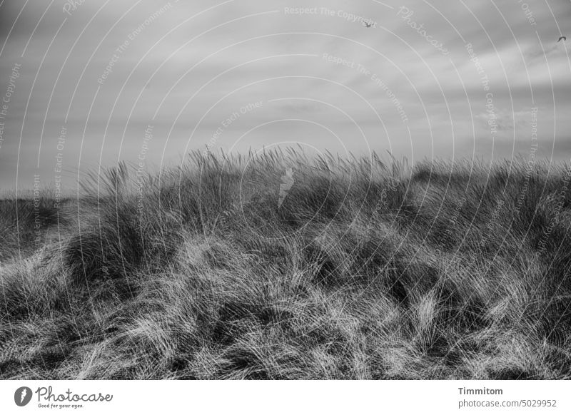 Viel bewegtes Dünengras, etwas Nordsee Halme Wind Mehrfachbelichtung Wasser Horizont Vogel Himmel Wolken Schwarzweißfoto Ferien & Urlaub & Reisen Natur Dänemark