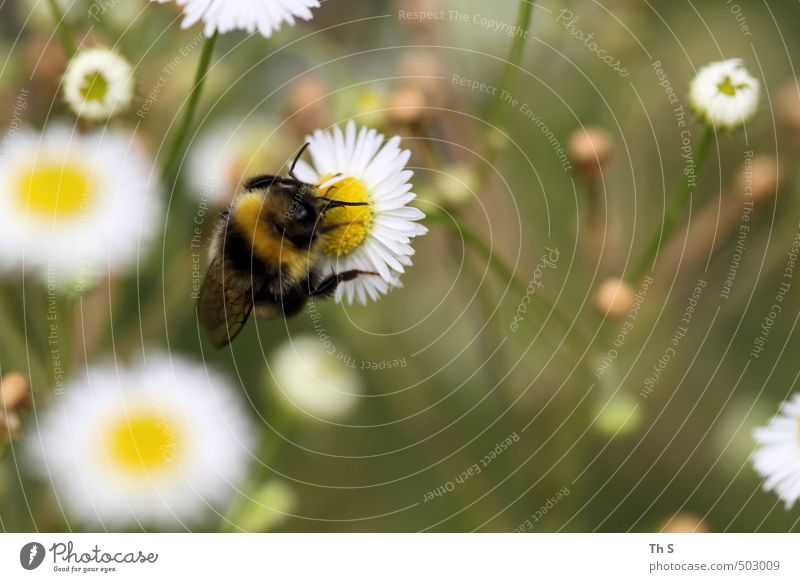Biene Tier 1 ästhetisch authentisch Frühlingsgefühle schön Natur Wiese Blume harmonisch Farbfoto Außenaufnahme Nahaufnahme