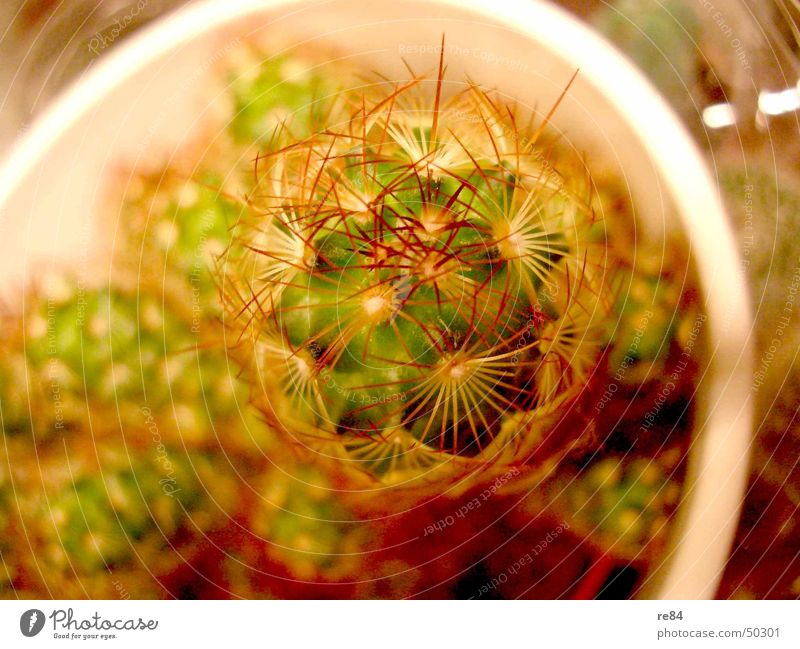 Mein kleiner grüner Kaktus... Pflanze Topf Wachstum rot gelb weiß Balkon ikea Stachel Natur Wasser Dachboden Blütenknospen