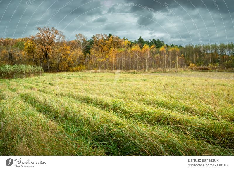 Bewölkter Himmel über dem herbstlichen Wald und der Wiese und dem hohen Gras Cloud Herbst Natur Landschaft Saison grün Feld ländlich Umwelt im Freien malerisch
