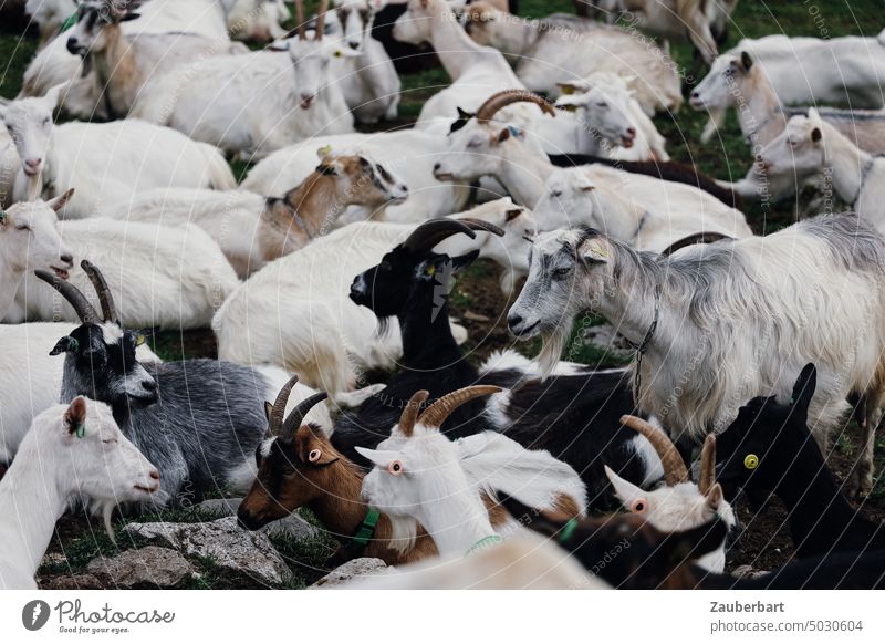 Eine Herde Ziegen, schwarze, weiße und braune, steht gedrängt drängen Getümmel Nähe Gruppe Tier Tiergruppe Weide Haustier Ziegenmilch Tierhaltung Landwirtschaft