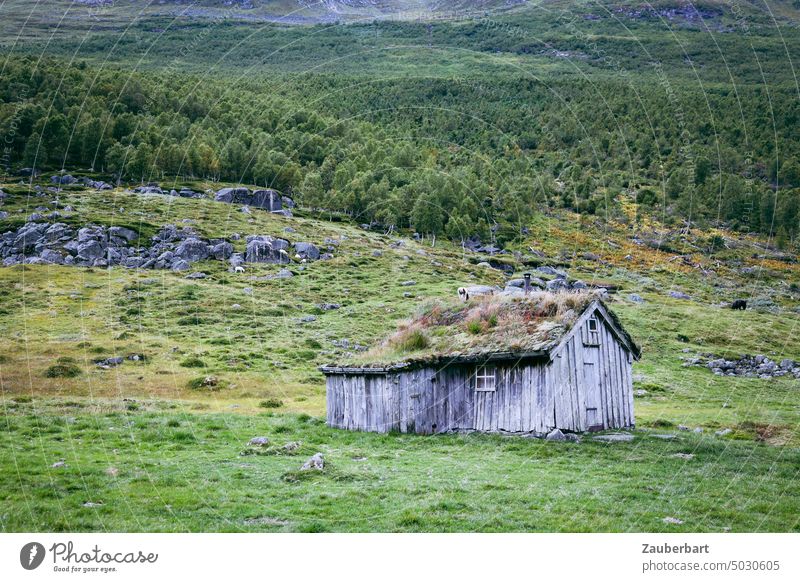 Holzhütte mit Gras auf dem Dach, steht auf der Wiese in norwegischer Landschaft Hütte Norwegen grau grün heimelig klein verlassen einsam Einsamkeit Ruhe