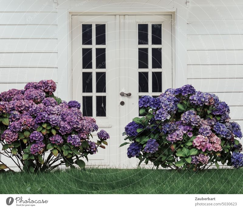 Violette Hortensien stehen vor weißer Holztür und Holzhaus Horstensie Schlachterblume lila Blüte blühen Busch Sprossentür Hauswand Wand Skandinavien