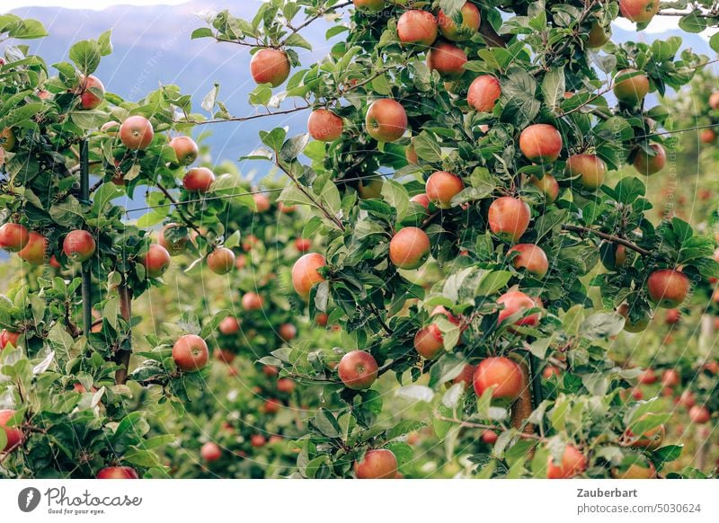 Reife rote Äpfel hängen am Baum in einer Plantage in Lofthus Apfel Apfelbaum Obstplantage rotbackig Apfelernte gesund saftig Frucht Ernte Gesundheit frisch
