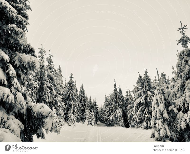 Einsame Loipe im Winterwald Schnee Langlauf Wintersport Wald Tannen Erholung Natur weinhnachtlich Winterurlaub kalt weiß malerisch malerische Aussicht Frost