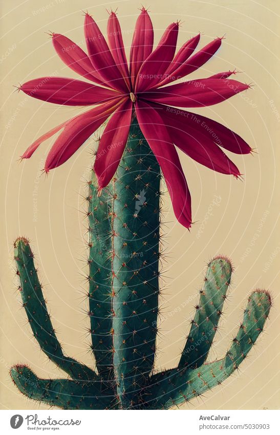 Floral realistische Malerei eines Straußes von Kaktusblüten auf dunklem Hintergrund, stimmungsvolle botanische Konzept. Grafik u. Illustration wüst Mexiko
