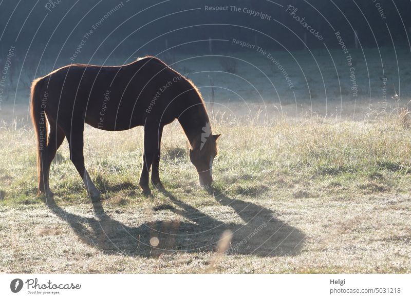 ein grasendes Pferd im Morgennebel und Gegenlicht auf einer Weide Tier Wiese Nebel morgens Sonnenschein Sonnenlicht Licht Schatten stehen fressen Morgenstimmung