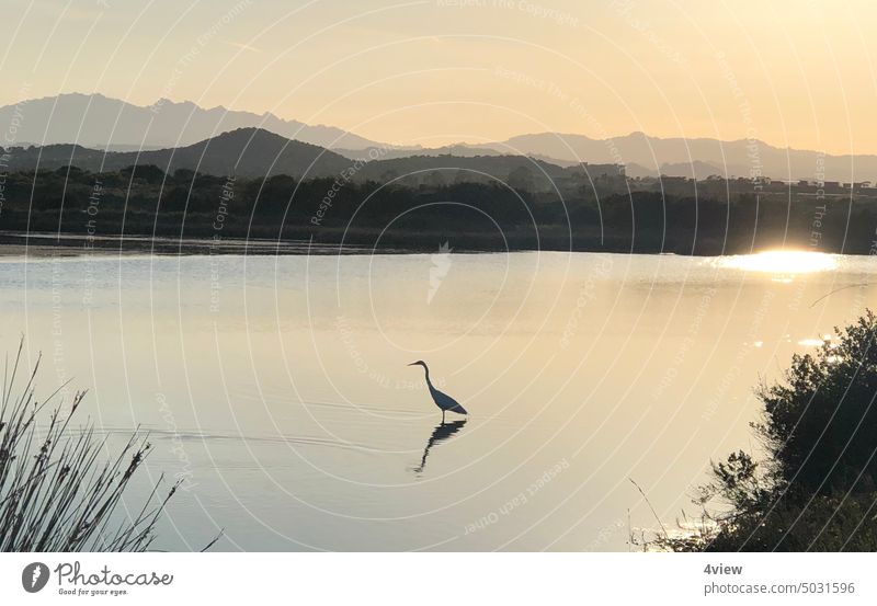Reiher im Wasser Reiher Wasser Schilf Spiegelung Sonne Reflexion & Spiegelung Natur Außenaufnahme Landschaft See Seeufer