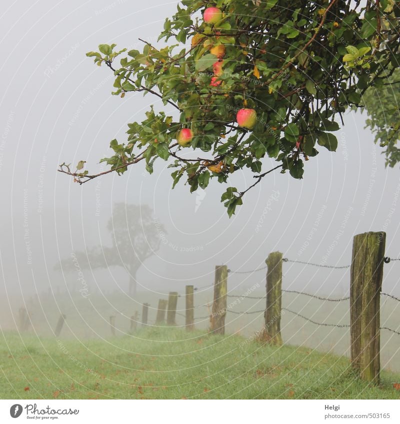 Landschaft im Nebel mit Zweigen vom Apfelbaum mit reifen Äpfeln, Zaun und Wiese Umwelt Natur Pflanze Herbst Baum Gras Ast Zaunpfahl Holz hängen stehen Wachstum