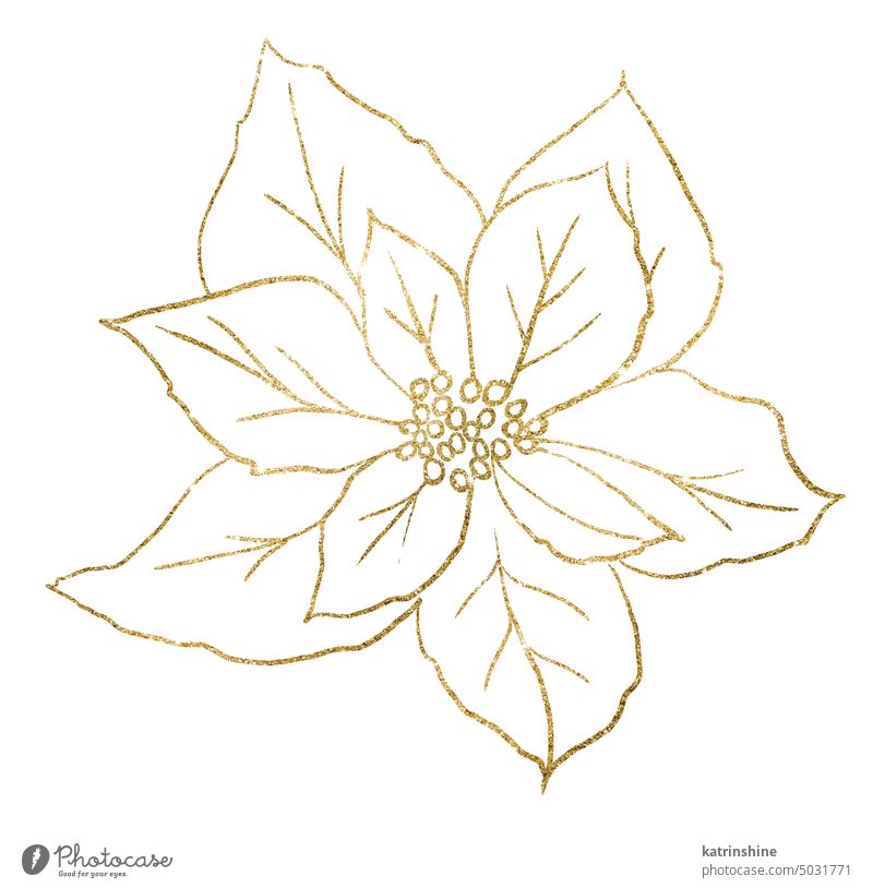 Weihnachten goldenen Umriss Poinsettia Blume, Winterurlaub Partei Design-Element Dekoration & Verzierung Zeichnung handgezeichnet Feiertag vereinzelt Natur
