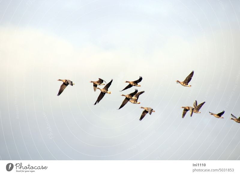 Blässgänse im Flug Tiere Tiergruppe Gruppe Vögel Feldgans Wildgans Himmel