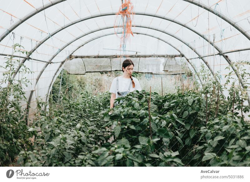 Frau steht in der Mitte eines Gewächshauses beim Sammeln. Gemüse neuen Job Arbeit Konzept Landwirt Ernte arbeiten Ernten Person Gärtner Amerikaner Konzentration