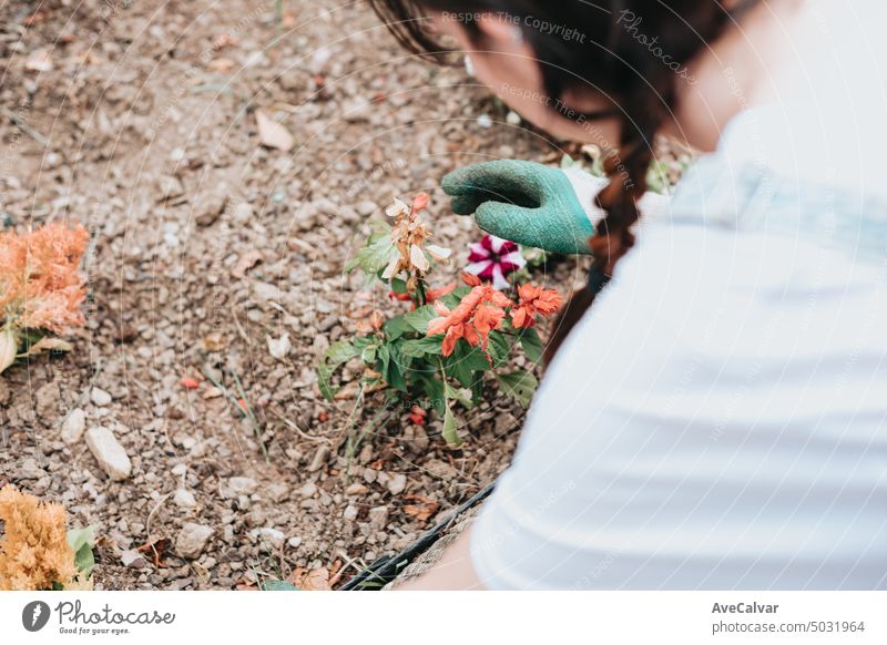 Nahaufnahme einer jungen Frau, die in einem kleinen Garten arbeitet, Blumen pflanzt und Erde entfernt Werkzeug Wachstum Landschaftsarchitektur Gartenarbeit