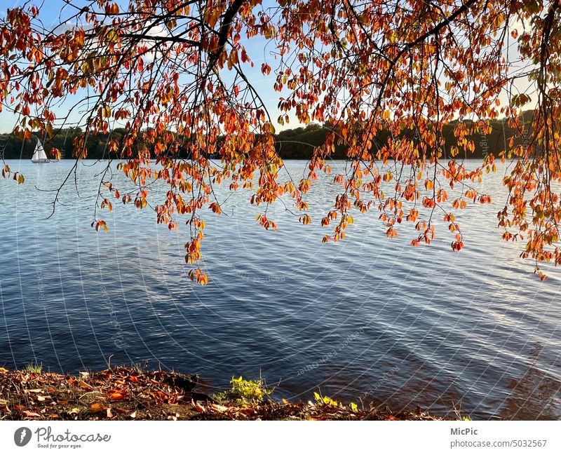 Herbst am See Laubbaum orange Herbststimmung herbstlich goldener oktober Segelboot Sichtweise Blickwinkel Spaziergang Herbstfärbung Jahreszeiten Blätter