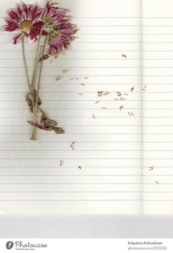 briefpapier II. Pflanze Blume Schreibwaren Papier Zettel Schreibstift lesen liegen Farbfoto Innenaufnahme Nahaufnahme Experiment Menschenleer Textfreiraum unten