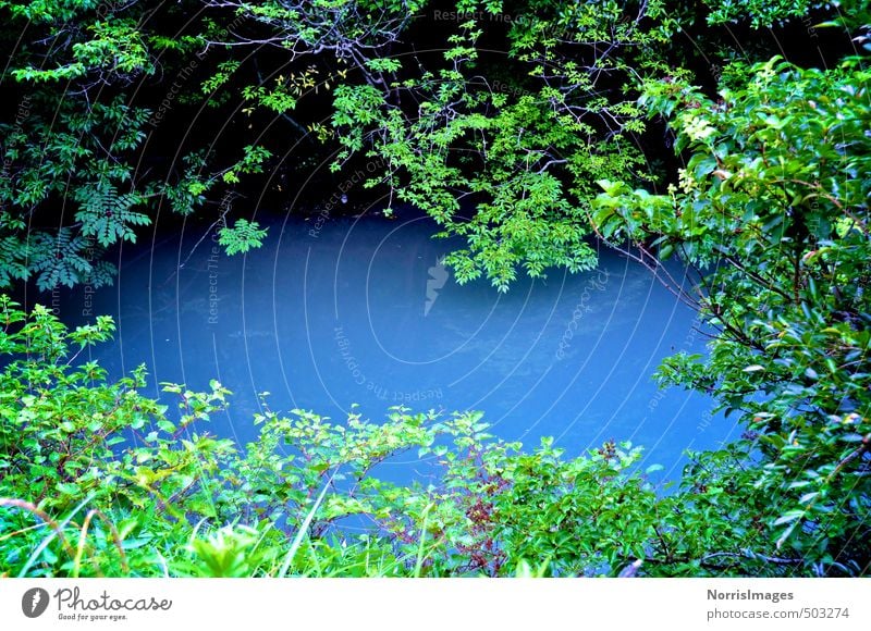 Oraculum Umwelt Natur Landschaft Pflanze Wasser Sommer Schönes Wetter Baum Gras Sträucher Wald See ästhetisch blau grün Stimmung träumen Wunsch Zukunft Orakel