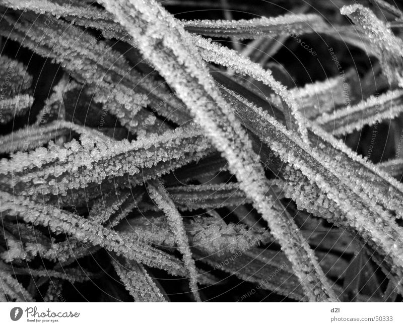 Eisgras Gras kalt weiß Trauer Außenaufnahme Natur Strukturen & Formen Frost tristess starrheit Makroaufnahme Schwarzweißfoto