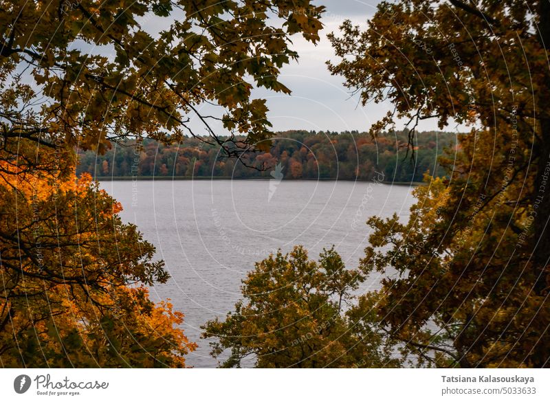 Blick auf den längsten See Litauens Asveja oder Dubingiai-See durch die Kronen der Herbstbäume Wald fallen Wasser Natur Landschaft schön Himmel malerisch gelb