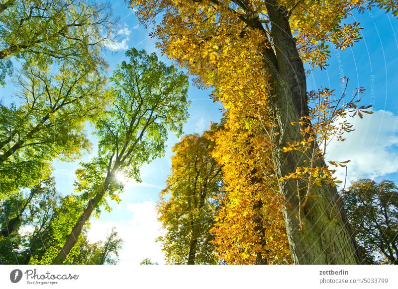Laubbäume im Herbst ast baum erholung ferien garten herbst herbstlaub himmel laubfärbung menschenleer nachbarschaft natur pflanze ruhe saison stamm strauch