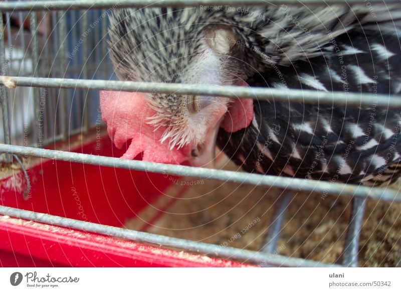 schlafender huhn Haushuhn Käfig Vogel Haustier gefangen Ei Müdigkeit apaitie ausweglos