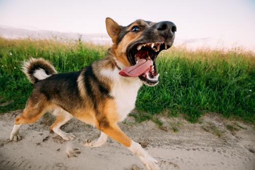Bellender, wütender, aggressiver Mischlingshund auf der Straße Tier Natur angriffslustig Angst Feld Eckzahn attackieren beängstigend Sommer Gras Zahn Wiese
