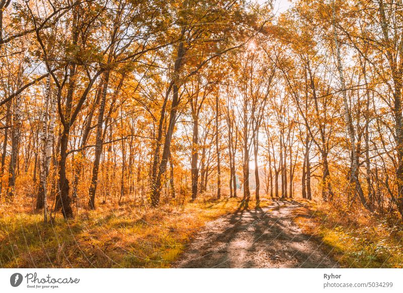 Pfad Straße Weg Weg im Herbst sonnigen Wald Bäume Lebensalter schön Schönheit hell Europa Laubwerk Landschaft Fahrspur Licht Natur niemand orange im Freien Park