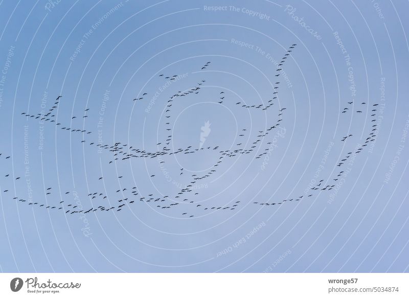 Eine große Formation Kraniche zieht am Himmel vorüber blauer Himmel Herbst Vogelschwarm Zugvögel Vogelzug Vogelflug Freiheit Wildtier Schwarm Tiergruppe Natur