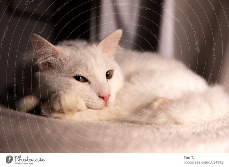 eine weiße Katze liegt mit dem Kopf auf den Pfoten Kater Angorakatze Haustier Tier Fell Hauskatze Tierporträt Blick beobachten niedlich Neugier kuschlig