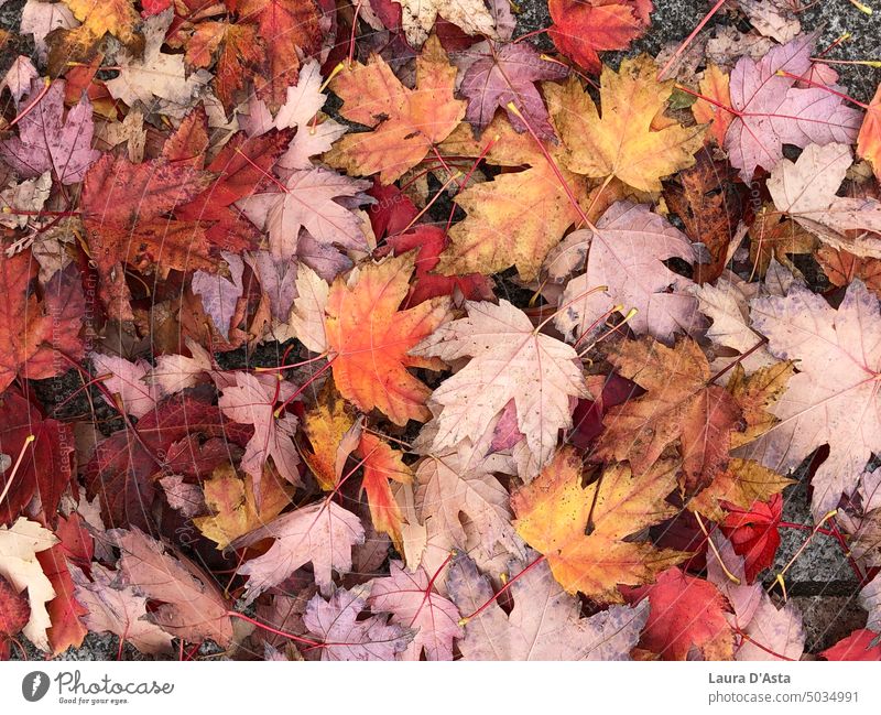 Herbstliche Blätter Herbstfarben Farbpalette für den Herbst herbstliche Rottöne Herbststimmung Herbstblätter Hintergrund herbstliches Laub Herbstfärbung