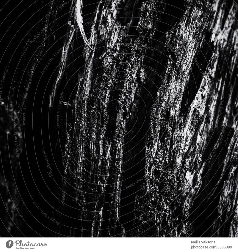 dunkle Schwarz-Weiß-Version des verrottenden Baumstammes im Wald. abstrakt Kunst Hintergrund schwarz blanko geknackt kreativ dunkel Dekoration & Verzierung