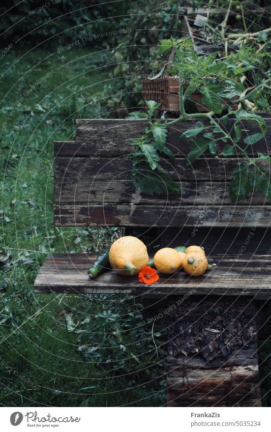 Ein regennasser Garten. Auf der alten Gartenbank aus Holz liegt frisch geerntetes Gemüse. Ernte Kürbis Zucchini Lebensmittel organisch grün Gesundheit Natur