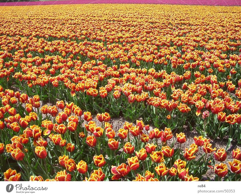 tulpenreihen holland 1 Niederlande Tulpe mehrfarbig rot gelb Feld grün Umwelt Reifezeit Wachstum gedeihen Muster Farbe orange Ackerbau bloom Blütenknospen