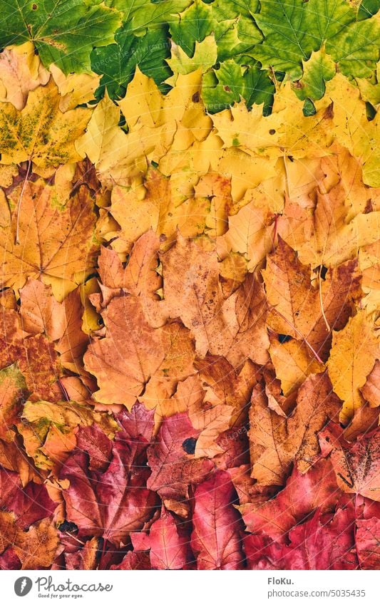 Herbstlaub in allen Farben von rot bis grün LAub Laubfärbung laubfärbung herbst herbstlaub natur herbstlich ferien erholung Blätter Herbstfärbung Natur